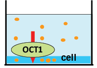 Uptake Assay Design for Drug Transporter Studies